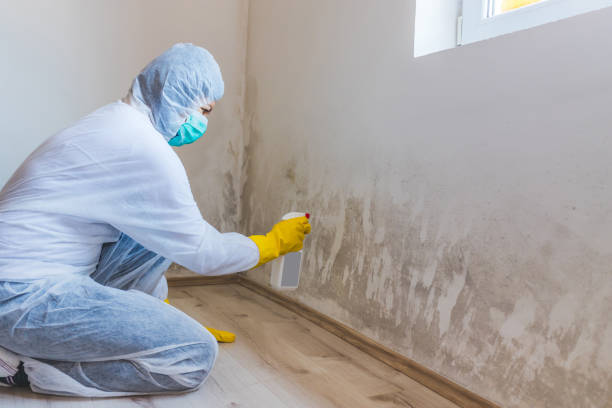 Licensed Basement Mold Remediation service in Lexington Park, MD - Car Mold Remediation