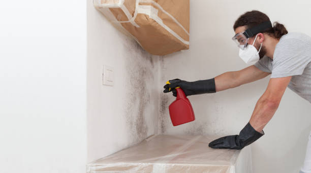 Professional Basement Mold Remediation technician working in Lexington Park, MD