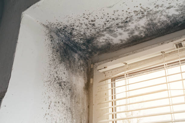 Affordable Basement Mold Remediation solutions in Lexington Park, MD